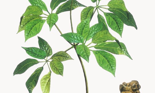 胡萝卜素的好处与坏处-b胡萝卜素危害、b胡萝卜素能长期吃吗 -b胡萝卜素副作用网
