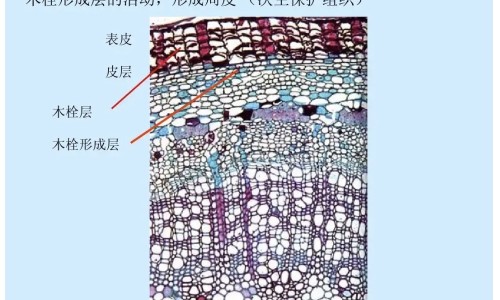 b胡萝卜素危害、b胡萝卜素能长期吃吗 -b胡萝卜素副作用网